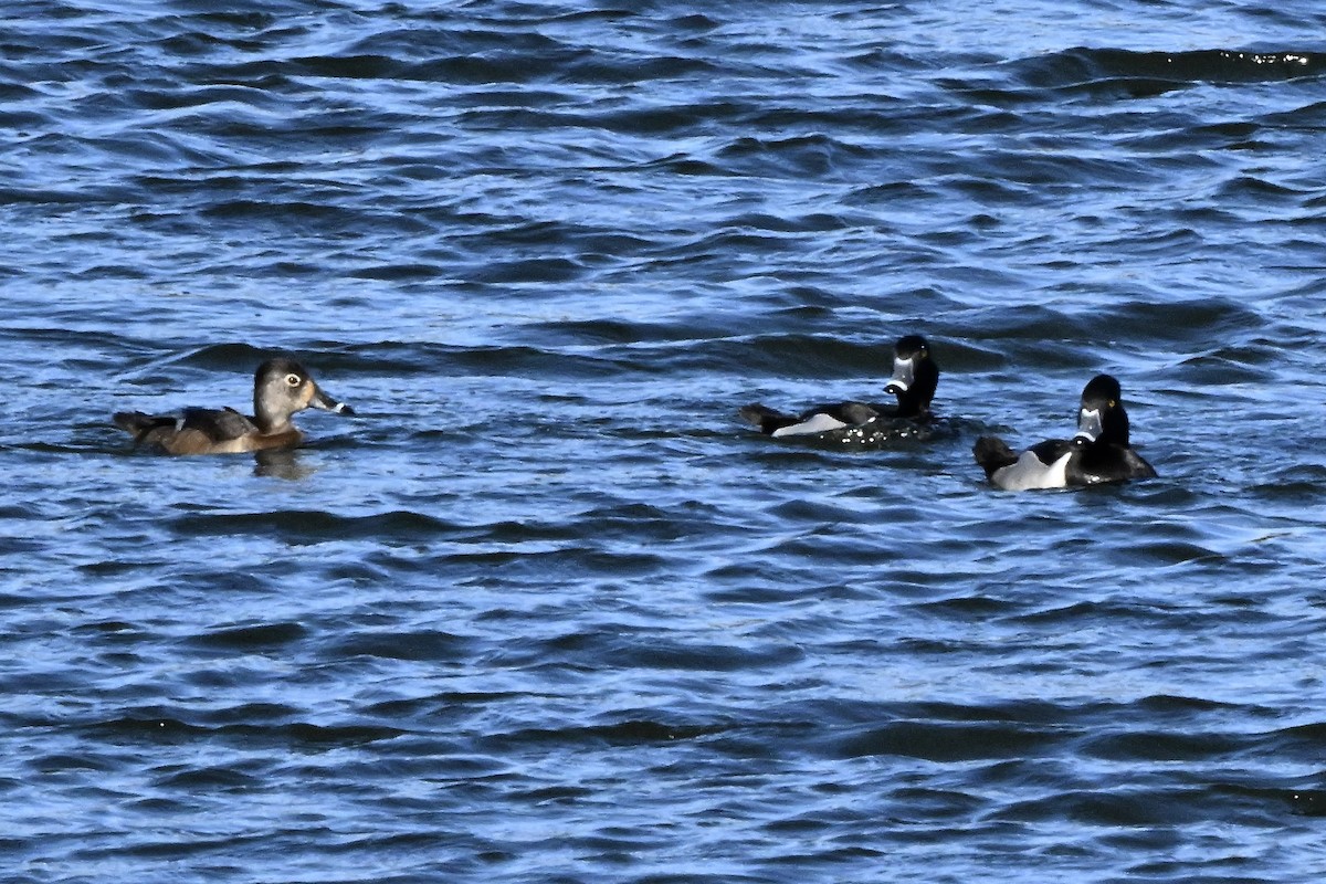 Ring-necked Duck - ML650734247