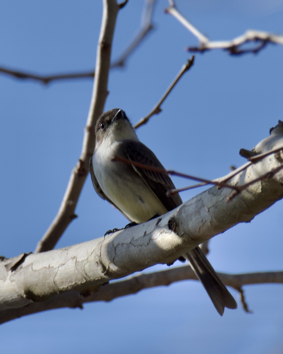 Eastern Phoebe - ML650734343
