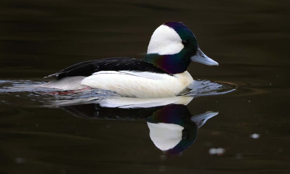 עבראש לבנוני - ML650734404