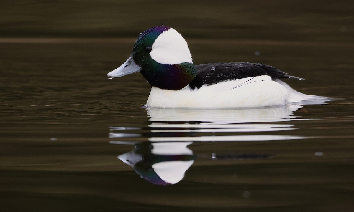 עבראש לבנוני - ML650734405