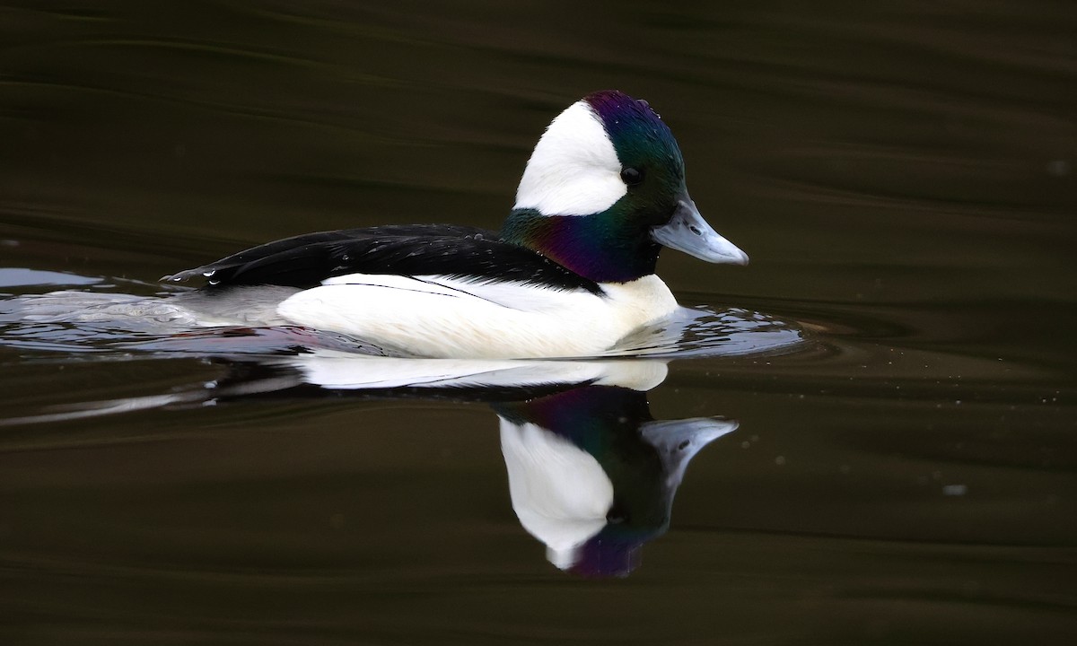 עבראש לבנוני - ML650734406