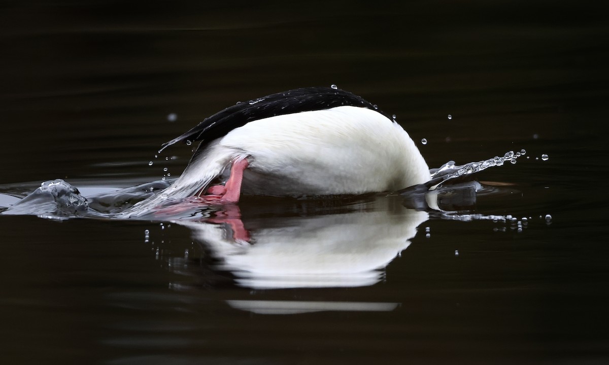 עבראש לבנוני - ML650734407