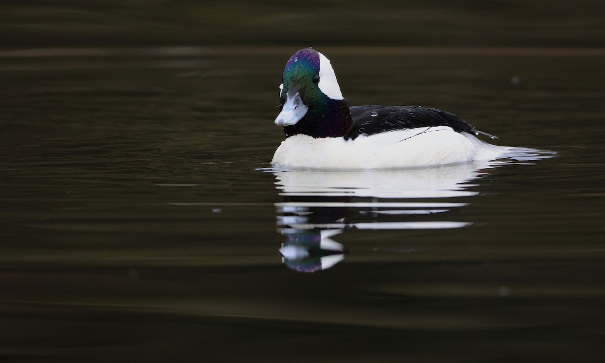 עבראש לבנוני - ML650734408