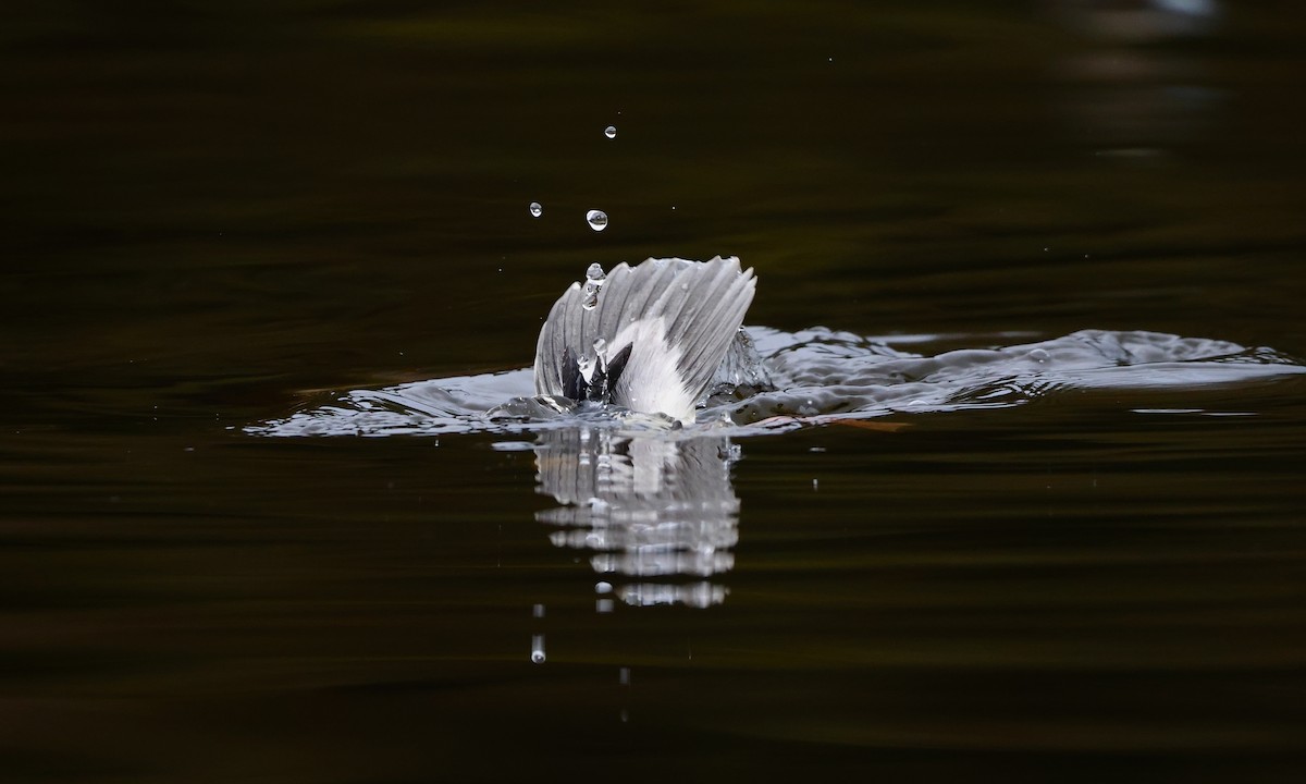 עבראש לבנוני - ML650734410