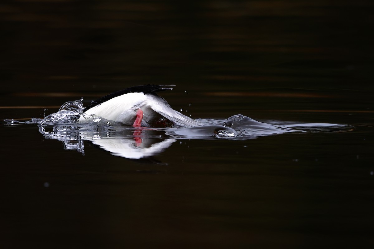 עבראש לבנוני - ML650734411