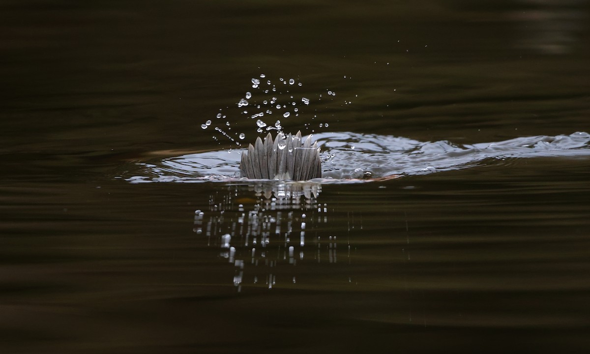 עבראש לבנוני - ML650734412