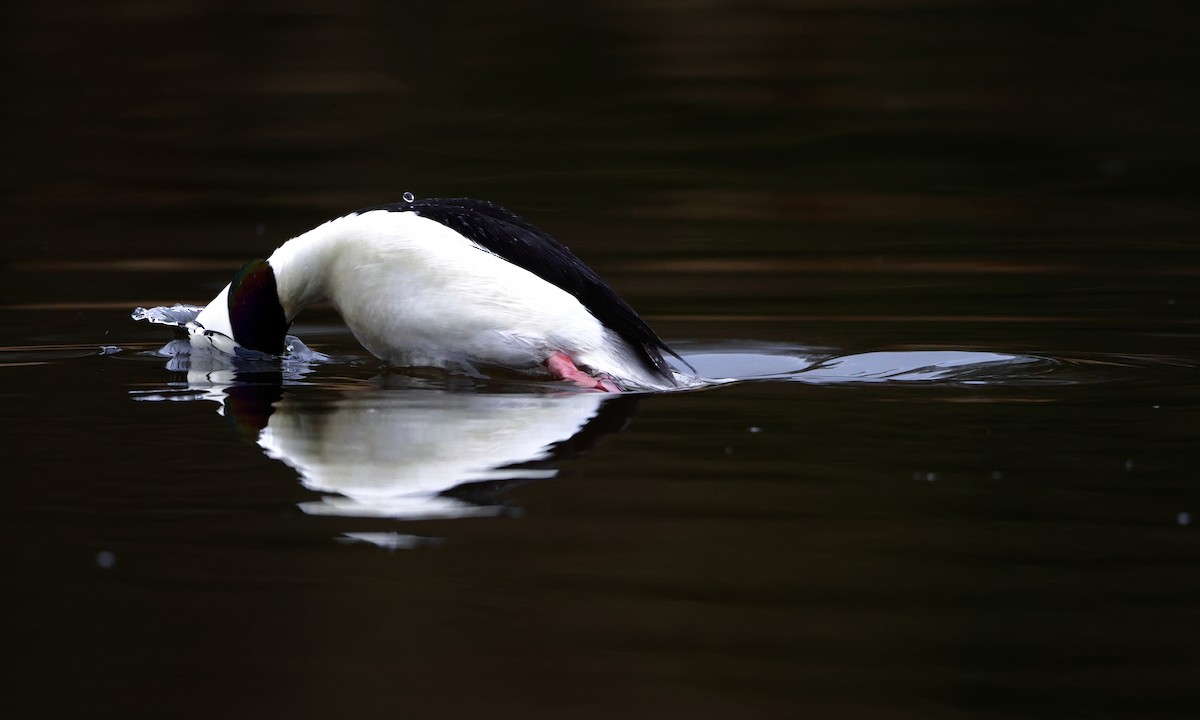 עבראש לבנוני - ML650734413