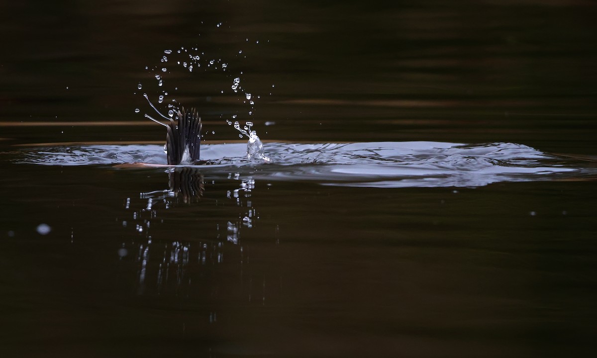 עבראש לבנוני - ML650734414