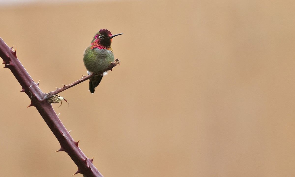 Anna's Hummingbird - ML650734433