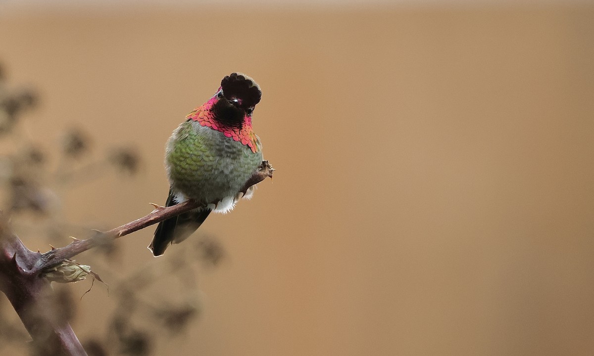 Anna's Hummingbird - ML650734434