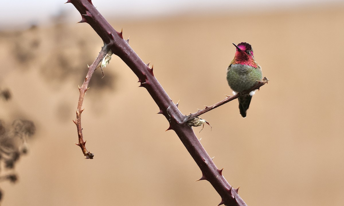 Anna's Hummingbird - ML650734436