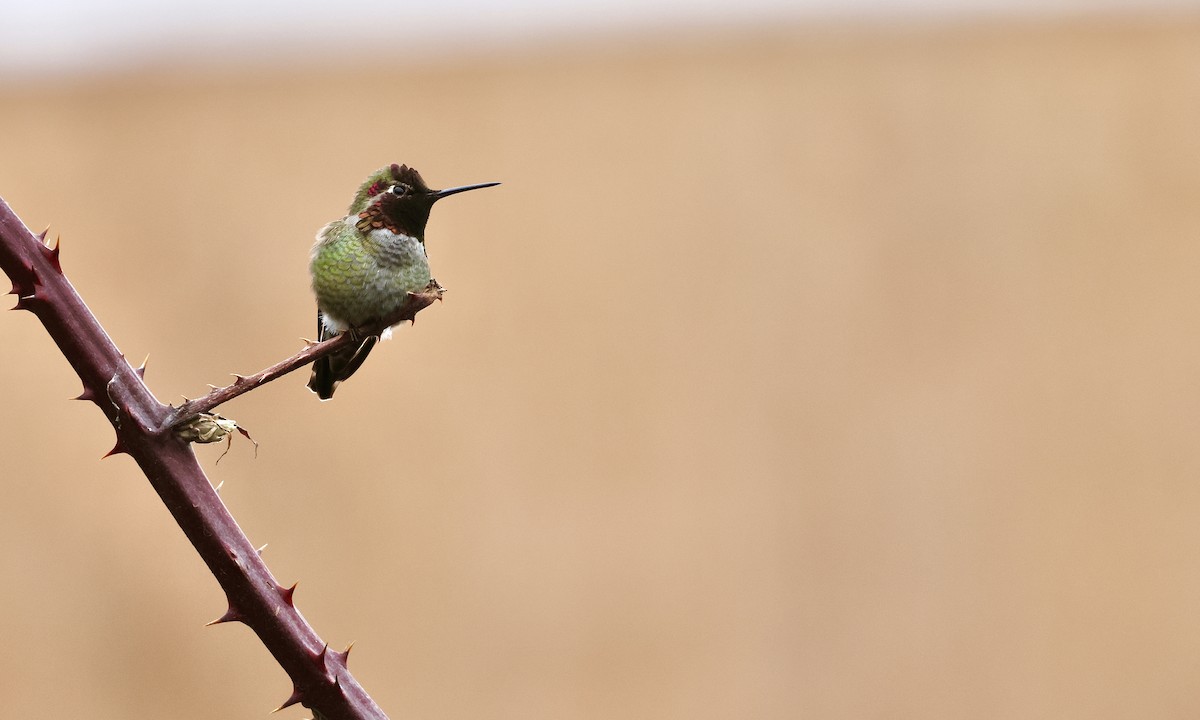 Anna's Hummingbird - ML650734437