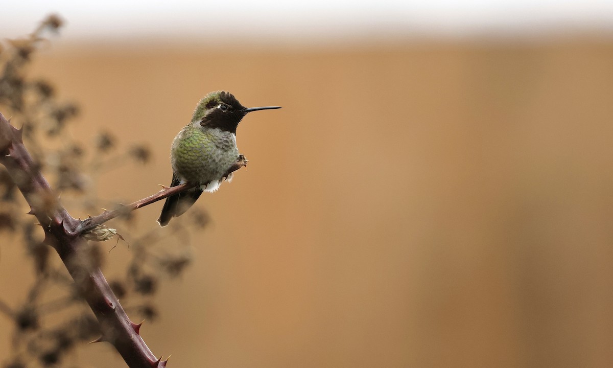 Anna's Hummingbird - ML650734438