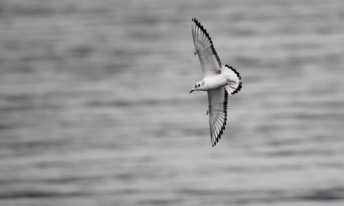 שחף אמריקני - ML650734513