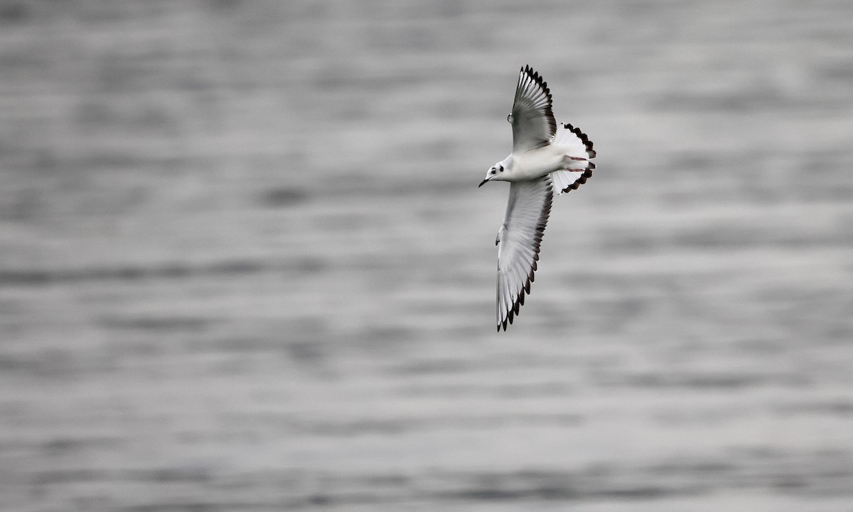 שחף אמריקני - ML650734515