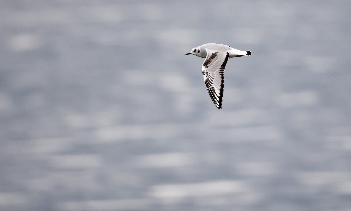 שחף אמריקני - ML650734516