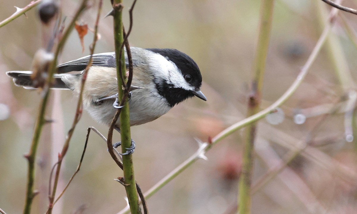 Black-capped Chickadee - ML650734554