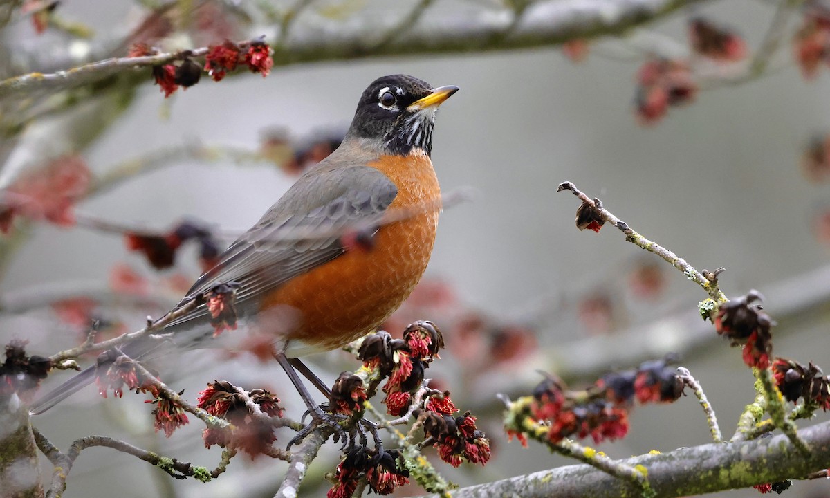 קיכלי נודד - ML650734565