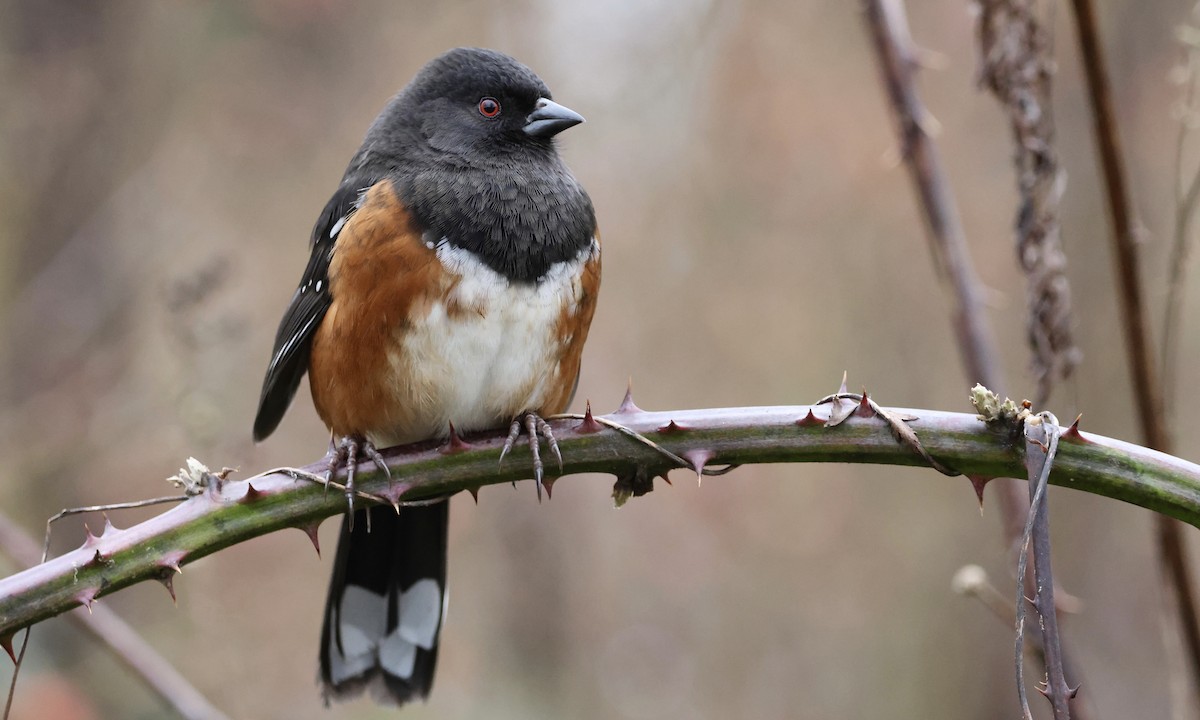 Spotted Towhee - ML650734587