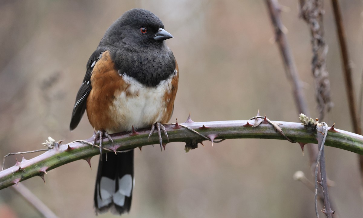 Spotted Towhee - ML650734588