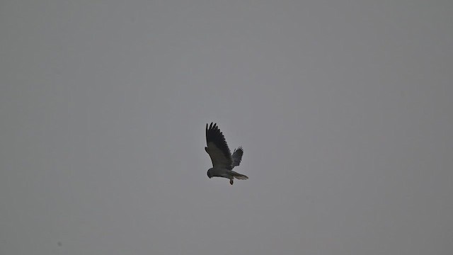 Black-winged Kite - ML650734599