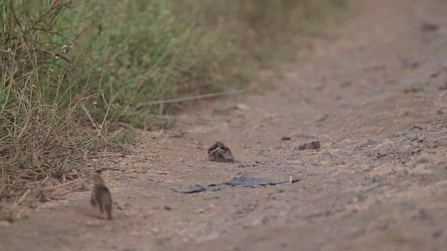 Oriental Skylark - ML650734646
