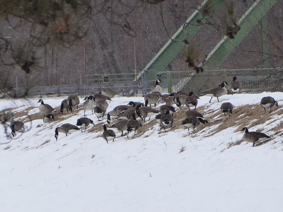 Canada Goose - ML650734704