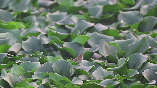 Blyth's Reed Warbler - ML650734708