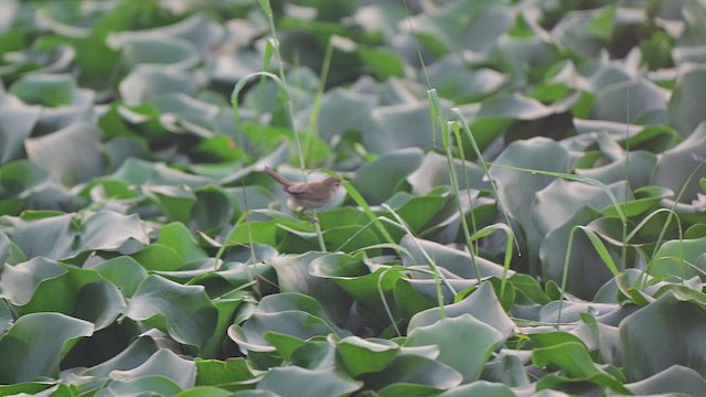Blyth's Reed Warbler - ML650734709