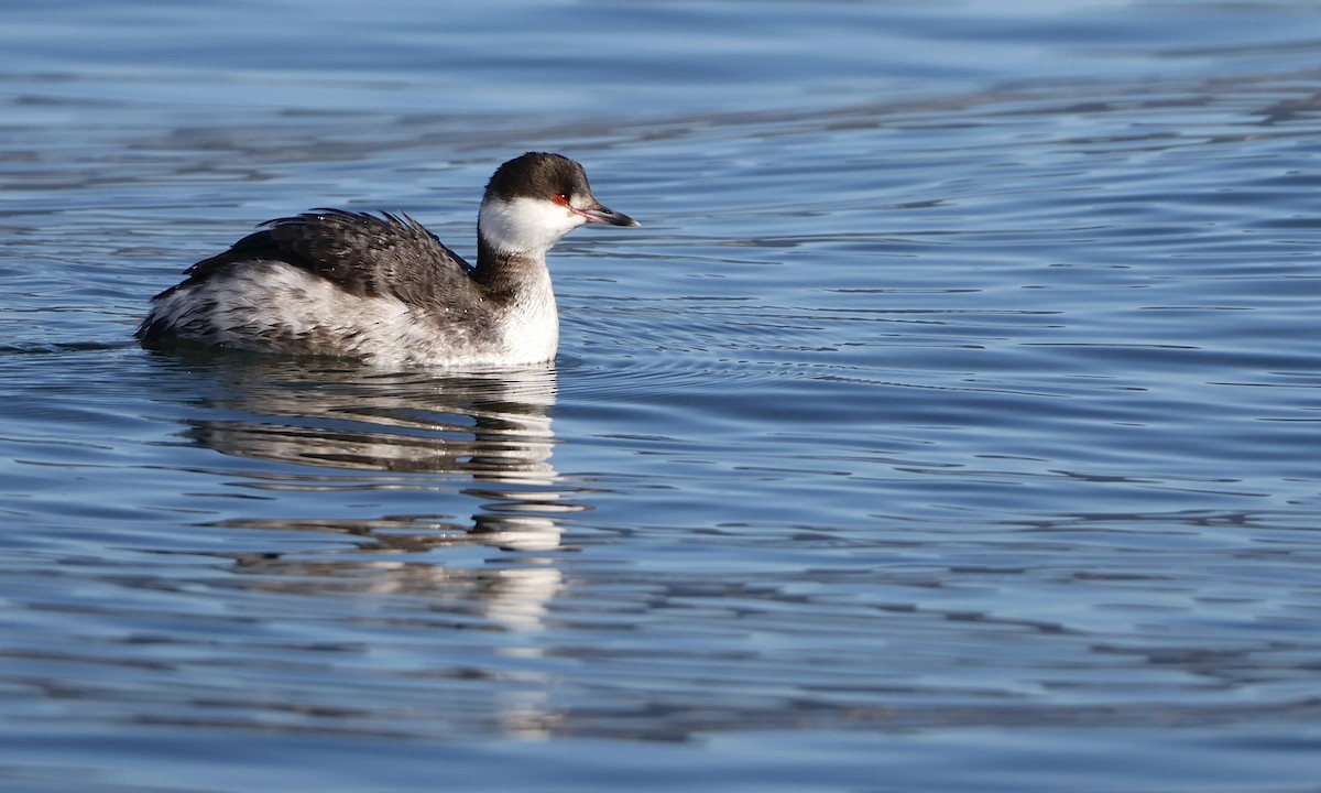 טבלן לבן-לחיים - ML650734807