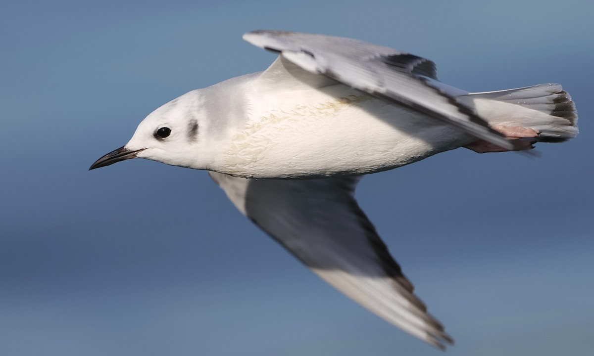 שחף אמריקני - ML650734822