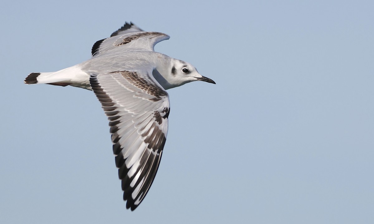 שחף אמריקני - ML650734823