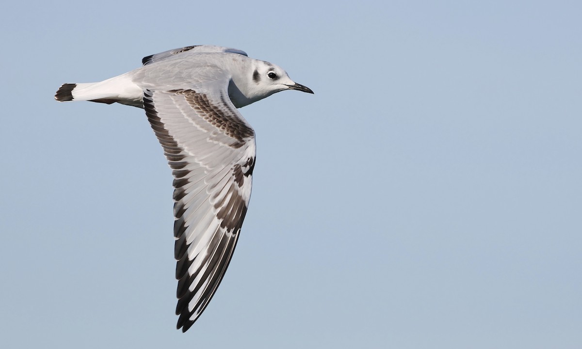 שחף אמריקני - ML650734824
