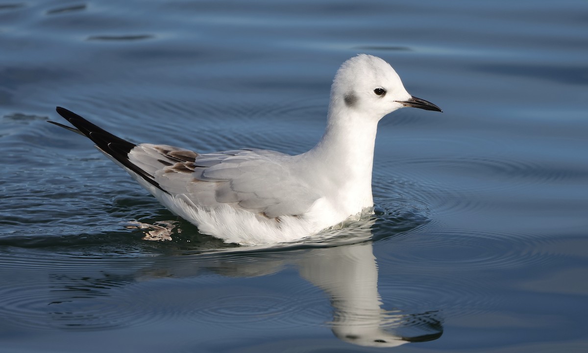 שחף אמריקני - ML650734825