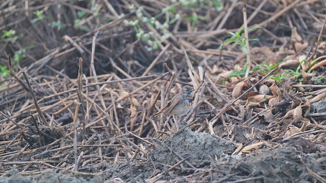 Bluethroat - ML650734861