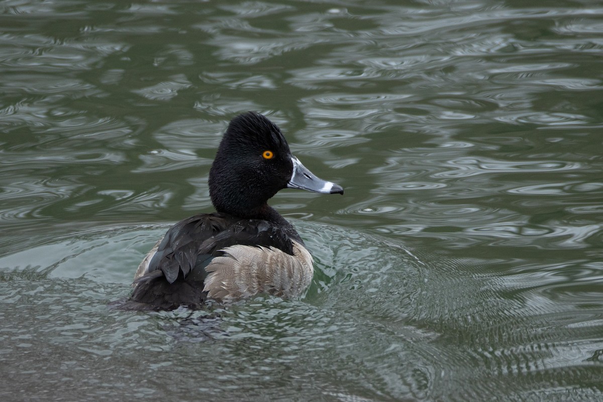 Ring-necked Duck - ML650734883