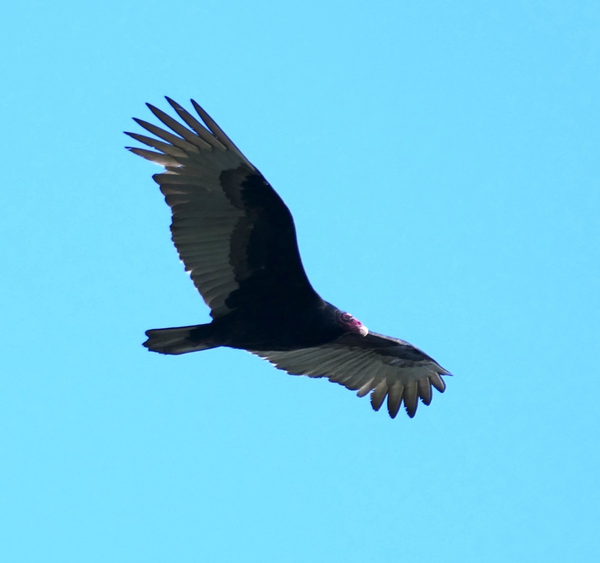 Urubu à tête rouge - ML650735424
