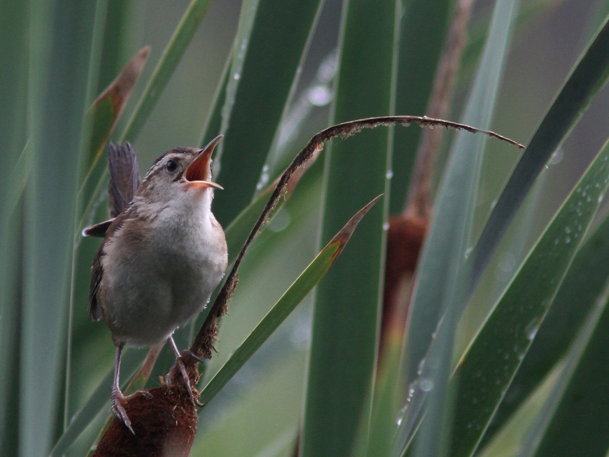 Marsh Wren - ML65073551