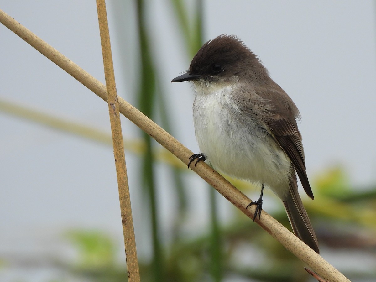 Eastern Phoebe - ML650735931
