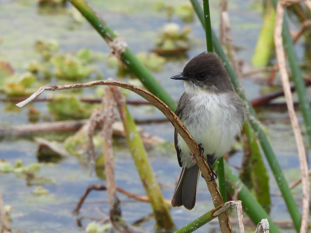 Eastern Phoebe - ML650735956