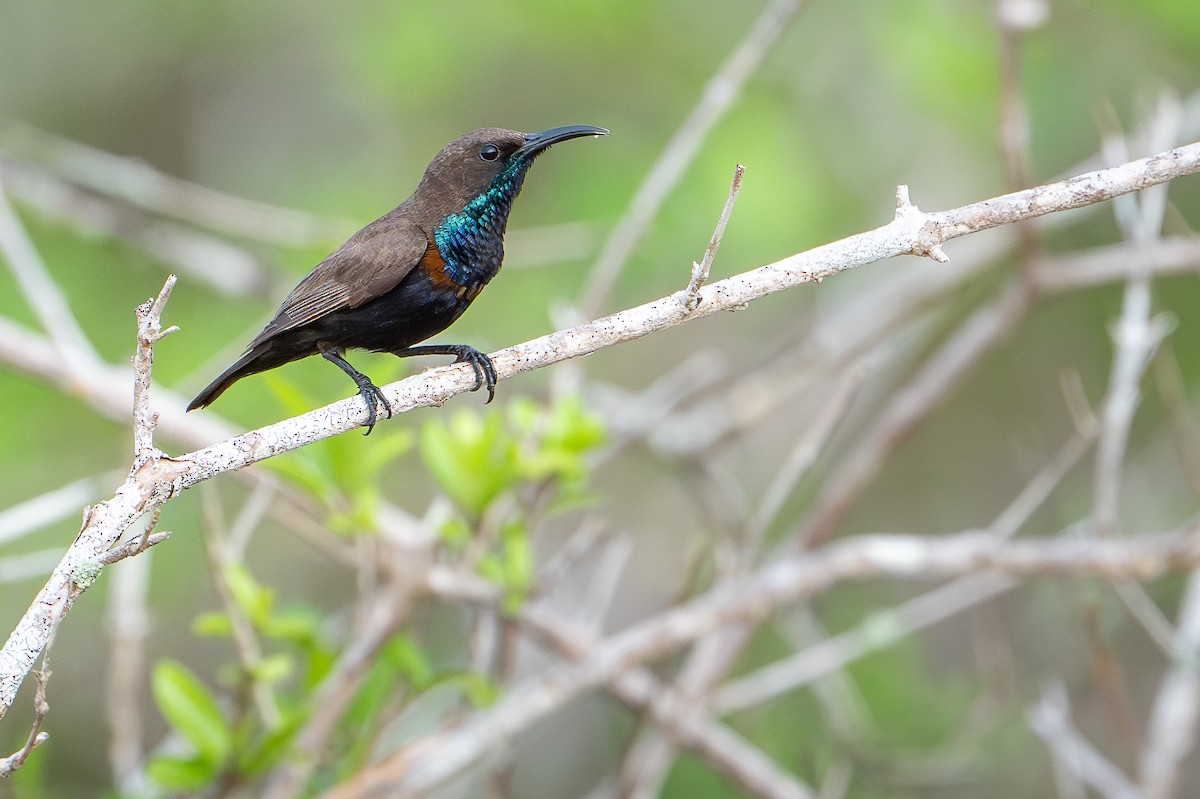 Flores Sea Sunbird - ML650736047