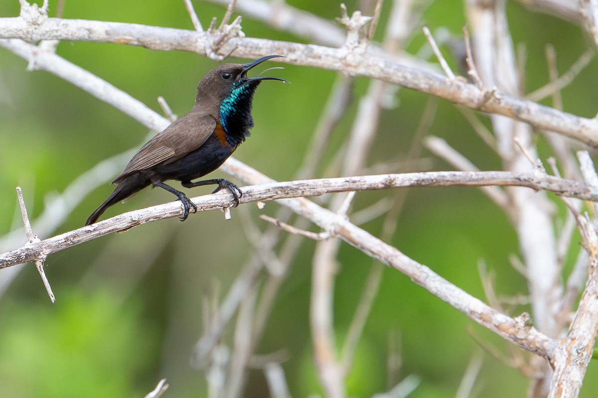 Flores Sea Sunbird - ML650736048