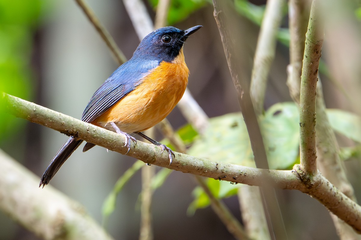 Sulawesi Blue Flycatcher (Tanahjampea) - ML650736053