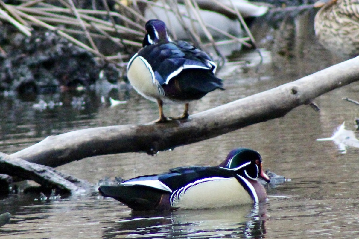 Каролинская утка - ML650736089