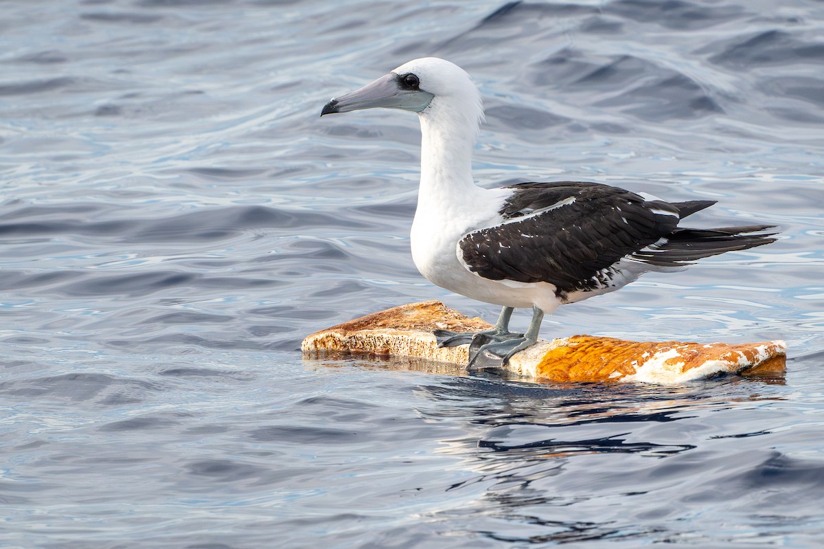 Олуша Эбботта - ML650736110