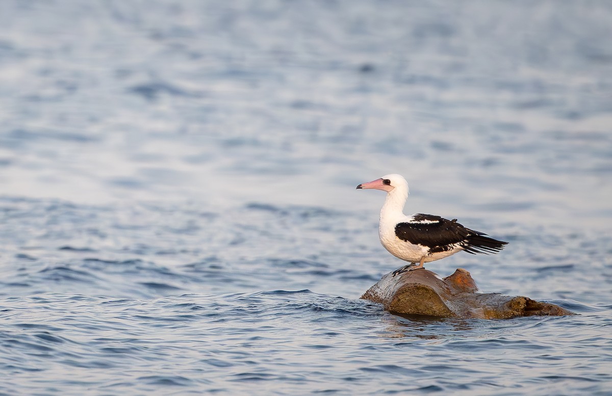 Олуша Эбботта - ML650736116