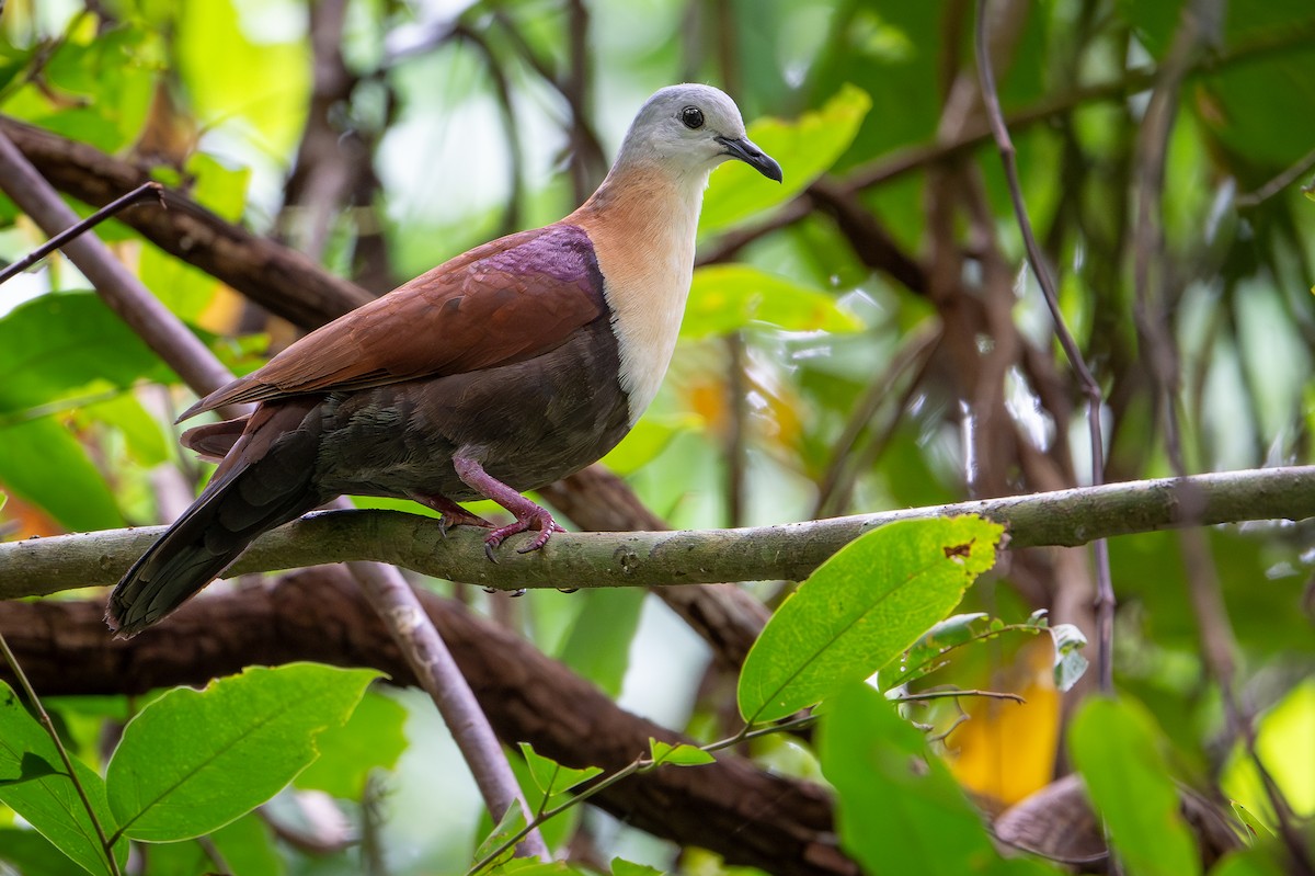 Wetar Yer Kumrusu - ML650736261