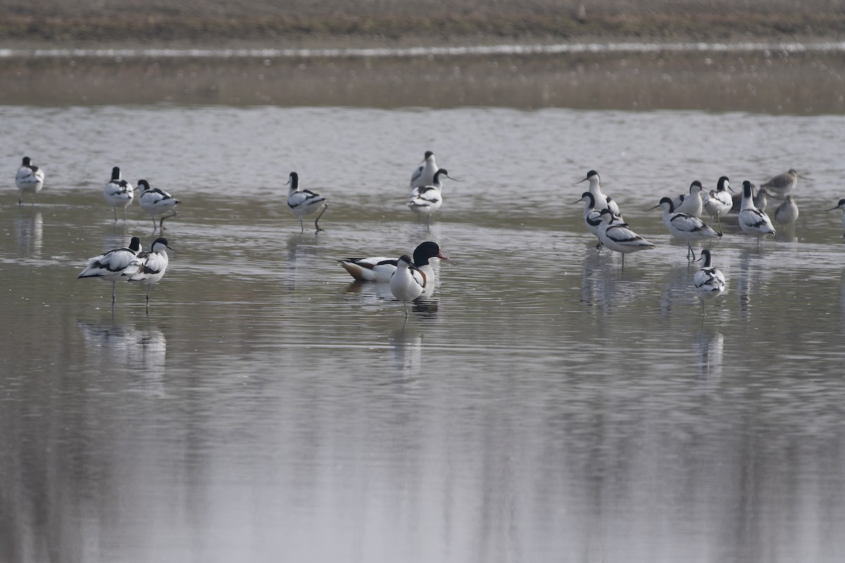 Pied Avocet - ML650736317