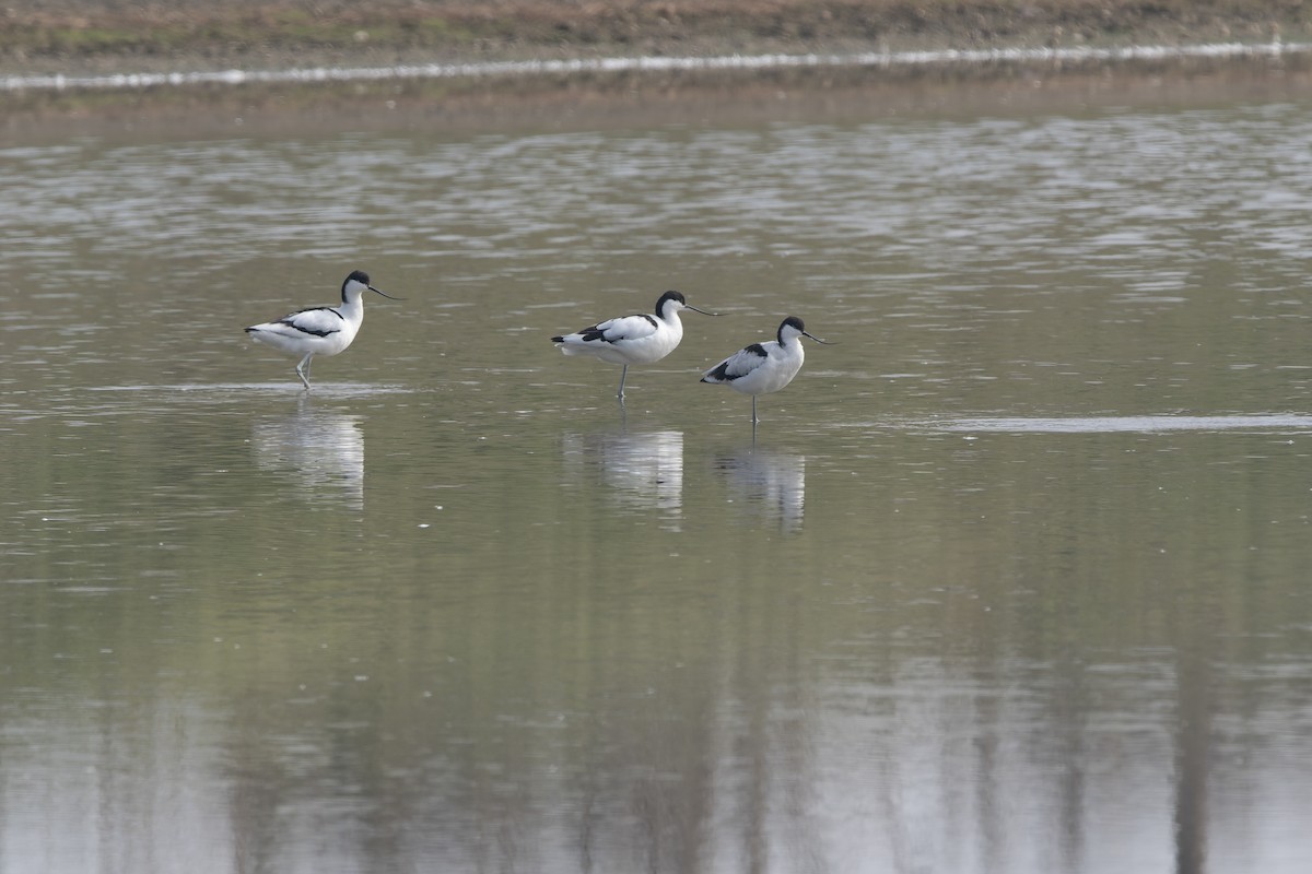 Pied Avocet - ML650736318