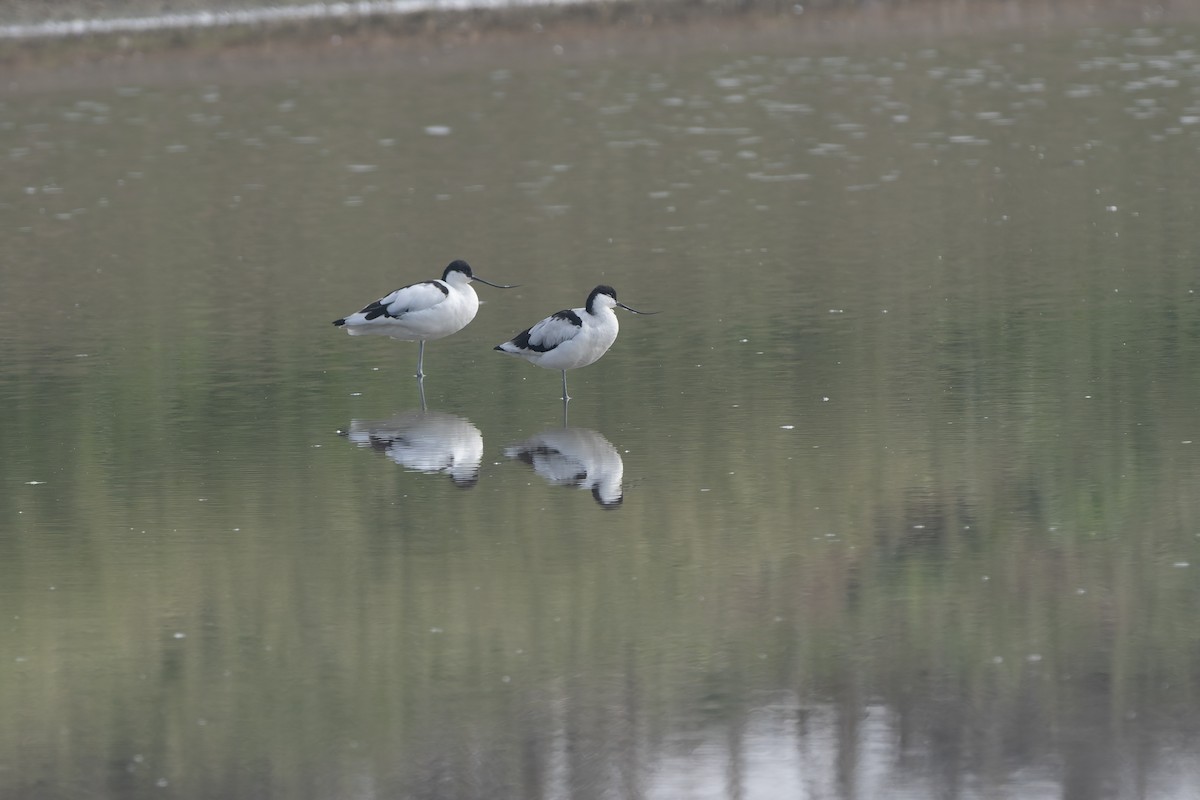Pied Avocet - ML650736319